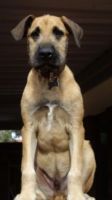 irish mastiff hound dog