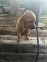 Irish Red and White Setter Puppies for sale in Glenwood Springs, CO 81601, USA. price: NA