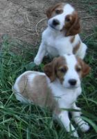Irish Red and White Setter Puppies for sale in East Los Angeles, CA, USA. price: NA