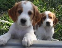 Irish Red and White Setter Puppies Photos