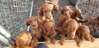 Irish Setter Puppies Photos