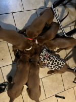 Irish Setter Puppies for sale in Coal Township, PA, USA. price: NA