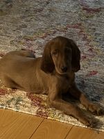 Irish Setter Puppies for sale in Rhinebeck Village, Rhinebeck, NY 12572, USA. price: NA