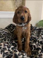 Irish Setter Puppies for sale in Cypress, TX, USA. price: NA