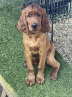 Irish Setter Puppies for sale in The Colony, TX, USA. price: NA