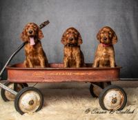 Irish Setter Puppies for sale in Attica, MI 48412, USA. price: NA