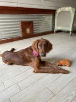 Irish Setter Puppies for sale in Pensacola, FL, USA. price: NA