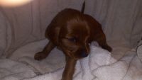 Irish Setter Puppies for sale in West Springfield, PA 16443, USA. price: NA