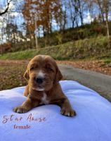 Irish Setter Puppies for sale in Home, PA 15747, USA. price: $2,500