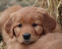Irish Setter Puppies for sale in Loyal, WI 54446, USA. price: $800