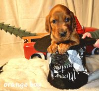 Irish Setter Puppies for sale in Columbus, OH, USA. price: $850