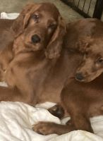 Irish Setter Puppies for sale in Wilmette, Illinois. price: NA