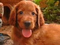 Irish Setter Puppies for sale in Chandigarh, India. price: 2 INR