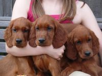 Irish Setter Puppies for sale in Honolulu, HI, USA. price: NA