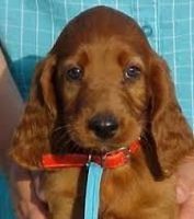 Irish Setter Puppies for sale in Frederick, MD, USA. price: NA