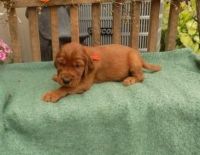 Irish Setter Puppies for sale in East Los Angeles, CA, USA. price: NA