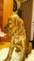 Irish Setter Puppies for sale in Missiouri CC, Elsberry, MO 63343, USA. price: NA
