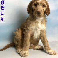 Irish Setter Puppies for sale in Canton, OH, USA. price: NA