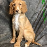 Irish Setter Puppies for sale in Canton, OH, USA. price: NA