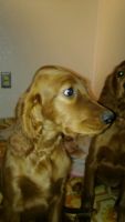 Irish Setter Puppies for sale in Salt Lake City, UT, USA. price: NA