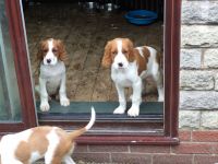 Irish Setter Puppies Photos