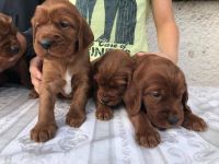 Irish Setter Puppies for sale in 2018 Elizabeth St, Springfield, IL 62702, USA. price: NA