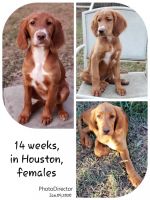 Irish Setter Puppies for sale in Houston, TX, USA. price: NA
