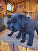 Irish Setter Puppies for sale in Mt Pleasant, UT 84647, USA. price: NA
