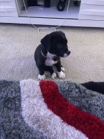 Irish Staffordshire Bull Terrier Puppies for sale in Homestead, FL, USA. price: NA