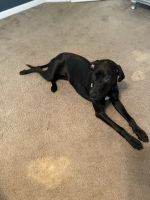 Irish Staffordshire Bull Terrier Puppies for sale in Calhoun, GA 30701, USA. price: NA