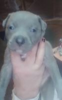 Irish Staffordshire Bull Terrier Puppies for sale in Ripley, MS 38663, USA. price: NA