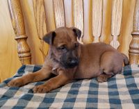 Irish Terrier Puppies for sale in Waterloo, NY 13165, USA. price: NA
