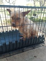 Irish Terrier Puppies for sale in 9704 Big Geronimo St, San Antonio, TX 78254, USA. price: NA