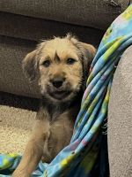 Irish Terrier Puppies for sale in Whitney Point, New York. price: $500