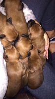 Irish Terrier Puppies Photos