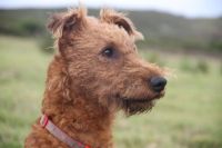Irish Terrier Puppies for sale in 103 Broadway, New York, NY 10025, USA. price: NA