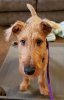 Irish Terrier Puppies for sale in Lancaster, OH 43130, USA. price: NA