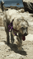 Irish Wolfhound Puppies for sale in Plymouth, MA, USA. price: NA