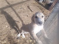 Irish Wolfhound Puppies for sale in Reno, NV, USA. price: NA