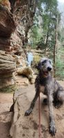 Irish Wolfhound Puppies Photos