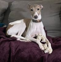 Italian Greyhound Puppies for sale in Tulare, CA 93274, USA. price: NA