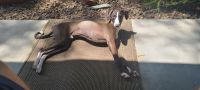 Italian Greyhound Puppies for sale in Peoria, AZ, USA. price: NA