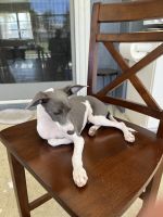 Italian Greyhound Puppies for sale in Naples, FL, USA. price: NA