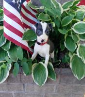 Italian Greyhound Puppies for sale in Franklin, TN, USA. price: NA