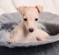 Italian Greyhound Puppies for sale in Los Angeles, CA, USA. price: NA