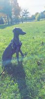 Italian Greyhound Puppies for sale in Columbus, OH 43235, USA. price: NA
