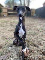 Italian Greyhound Puppies for sale in Hanover, MD 21076, USA. price: NA