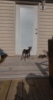 Italian Greyhound Puppies for sale in Rogersville, TN 37857, USA. price: NA
