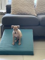 Italian Greyhound Puppies for sale in Pembroke Pines, FL, USA. price: NA