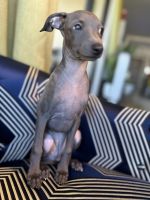 Italian Greyhound Puppies for sale in 20379 W Country Club Dr, Aventura, FL 33180, USA. price: NA